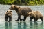 Picture of ALASKA- LAKE CLARK. MOM AND TWO CUBS WALKING ALONG THE SHORELINE.