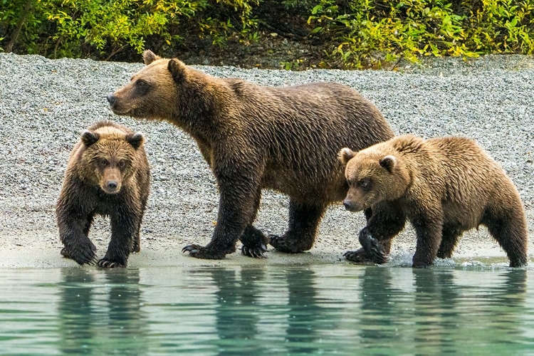 Picture of ALASKA- LAKE CLARK. MOM AND TWO CUBS WALKING ALONG THE SHORELINE.