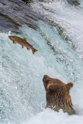 Picture of ALASKA- BROOKS FALLS. GRIZZLY EAR AT THE BASE OF THE FALLS WATCHING A FISH JUMP.