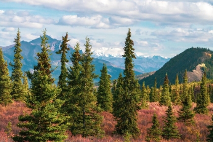 Picture of ALASKA- DENALI NATIONAL PARK. FALL LANDSCAPE WITH PINE TREES AND MOUNTAIN SNOW.