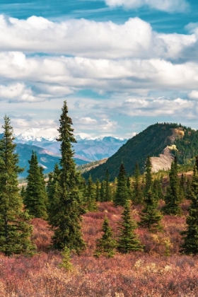 Picture of ALASKA- DENALI NATIONAL PARK. FALL LANDSCAPE WITH PINE TREES AND MOUNTAIN SNOW.