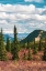 Picture of ALASKA- DENALI NATIONAL PARK. FALL LANDSCAPE WITH PINE TREES AND MOUNTAIN SNOW.