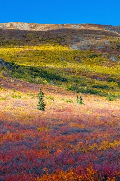 Picture of ALASKA- DENALI NATIONAL PARK. AUTUMN LANDSCAPE .