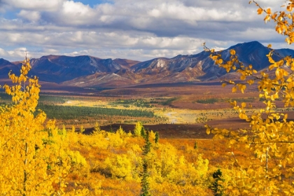 Picture of ALASKA- DENALI NATIONAL PARK. GOLDEN LANDSCAPE OF VALLEY AND MOUNTAINS.