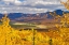 Picture of ALASKA- DENALI NATIONAL PARK. GOLDEN LANDSCAPE OF VALLEY AND MOUNTAINS.