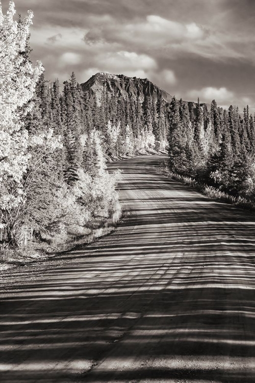 Picture of ALASKA- DENALI NATIONAL PARK. ROAD WINDING THROUGH DENALI.