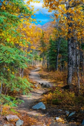 Picture of ALASKA- DENALI NATIONAL PARK. A HIKING TRAIL THROUGH FALL FOLIAGE.