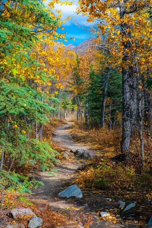 Picture of ALASKA- DENALI NATIONAL PARK. A HIKING TRAIL THROUGH FALL FOLIAGE.