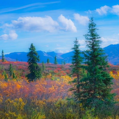 Picture of ALASKA- DENALI NATIONAL PARK. FALL LANDSCAPE WITH FALL COLORS.