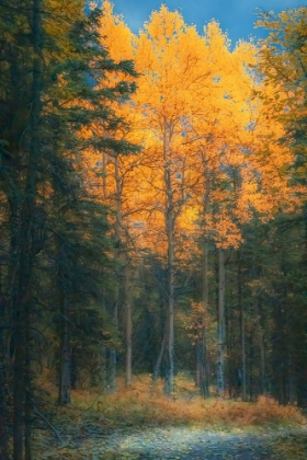 Picture of ALASKA- DENALI NATIONAL PARK. FALL LANDSCAPE HIGHLIGHTING ORANGE ASPEN TREE..