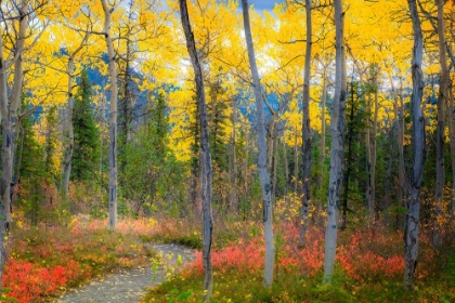 Picture of ALASKA- DENALI NATIONAL PARK. PATH ALONG A COLORFUL FALL LANDSCAPE.