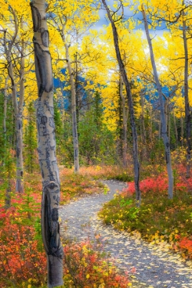 Picture of ALASKA- DENALI NATIONAL PARK. A HIKING TRAIL THROUGH FALL FOLIAGE