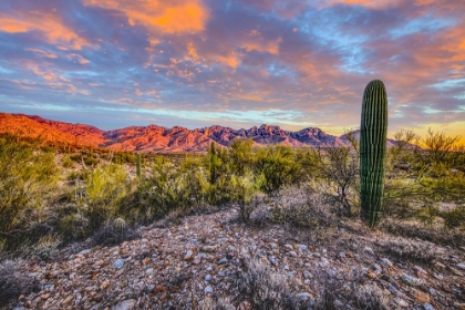Picture of USA- ARIZONA- CATALINA STATE PARK. SUNSET LANDSCAPE WITH CATALINA MOUNTAINS AND DESERT.