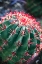 Picture of APACHE JUNCTION- ARIZONA- USA- FLOWERING CACTUS