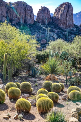 Picture of ARIZONA- USA. SAGUARO CACTUS