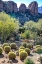 Picture of ARIZONA- USA. SAGUARO CACTUS