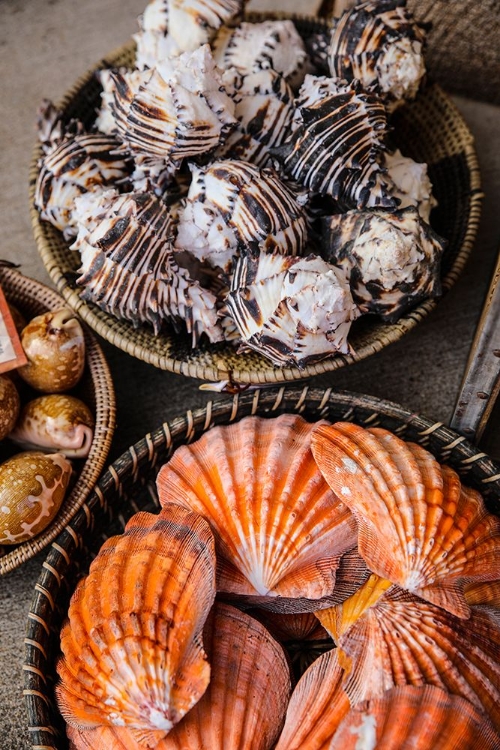 Picture of ARIZONA- USA. SEASHELLS IN WOVEN BASKETS