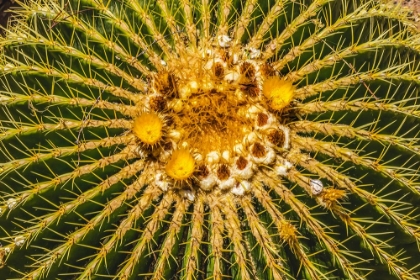 Picture of YELLOW BLOSSOMS OF GOLDEN BARREL CACTUS BLOOMING- DESERT BOTANICAL GARDEN- PHOENIX- ARIZONA.