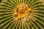 Picture of YELLOW BLOSSOMS OF GOLDEN BARREL CACTUS BLOOMING- DESERT BOTANICAL GARDEN- PHOENIX- ARIZONA.
