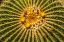 Picture of YELLOW BLOSSOMS OF GOLDEN BARREL CACTUS BLOOMING- DESERT BOTANICAL GARDEN- PHOENIX- ARIZONA.