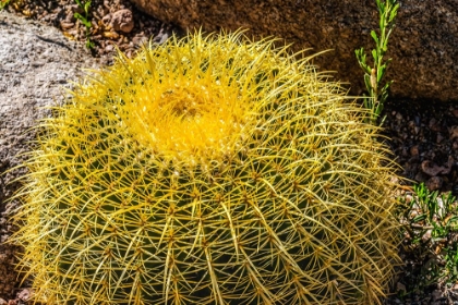 Picture of YELLOW BLOSSOMS OF GOLDEN BARREL CACTUS BLOOMING- DESERT BOTANICAL GARDEN- PHOENIX- ARIZONA.