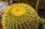 Picture of YELLOW BLOSSOMS OF GOLDEN BARREL CACTUS BLOOMING- DESERT BOTANICAL GARDEN- PHOENIX- ARIZONA.