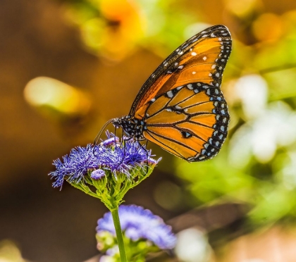 Picture of QUEEN BUTTERFLY ON BLUE WEED FLOWER. NATIVE TO NORTH AND SOUTH AMERICA
