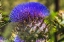 Picture of ARTICHOKE THISTLE BLOOMING- DESERT BOTANICAL GARDEN- PHOENIX- ARIZONA.