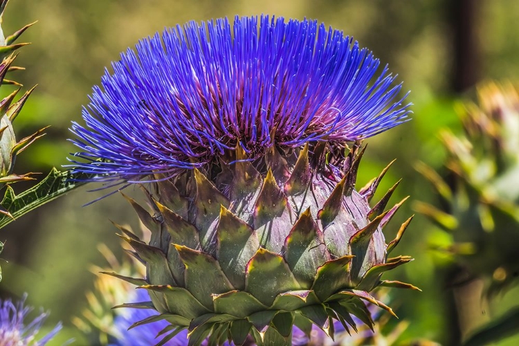 Picture of ARTICHOKE THISTLE BLOOMING- DESERT BOTANICAL GARDEN- PHOENIX- ARIZONA.