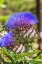 Picture of ARTICHOKE THISTLE BLOOMING BEE- DESERT BOTANICAL GARDEN- PHOENIX- ARIZONA.