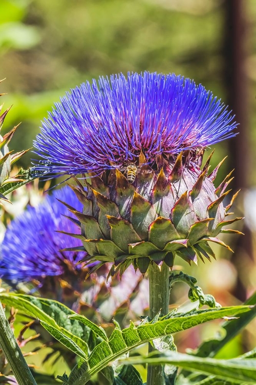 Picture of ARTICHOKE THISTLE BLOOMING BEE- DESERT BOTANICAL GARDEN- PHOENIX- ARIZONA.