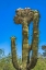 Picture of CRESTED SAGUARO BLOOMING- DESERT BOTANICAL GARDEN- PHOENIX- ARIZONA.
