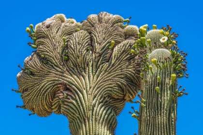 Picture of CRESTED SAGUARO BLOOMING- DESERT BOTANICAL GARDEN- PHOENIX- ARIZONA.