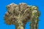 Picture of CRESTED SAGUARO BLOOMING- DESERT BOTANICAL GARDEN- PHOENIX- ARIZONA.