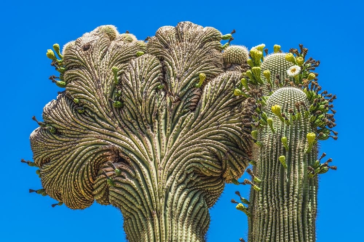 Picture of CRESTED SAGUARO BLOOMING- DESERT BOTANICAL GARDEN- PHOENIX- ARIZONA.