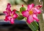 Picture of COLORFUL PINK DESERT ROSES BLOOMING- DESERT BOTANICAL GARDEN- PHOENIX- ARIZONA