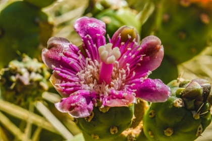 Picture of PINK BLOSSOM CHAIN FRUIT CHOLLA- DESERT BOTANICAL GARDEN- PHOENIX- ARIZONA.