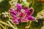 Picture of PINK BLOSSOM CHAIN FRUIT CHOLLA- DESERT BOTANICAL GARDEN- PHOENIX- ARIZONA.
