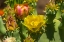 Picture of PLAINS PRICKLY PEAR CACTUS BLOOMING- DESERT BOTANICAL GARDEN- PHOENIX- ARIZONA.