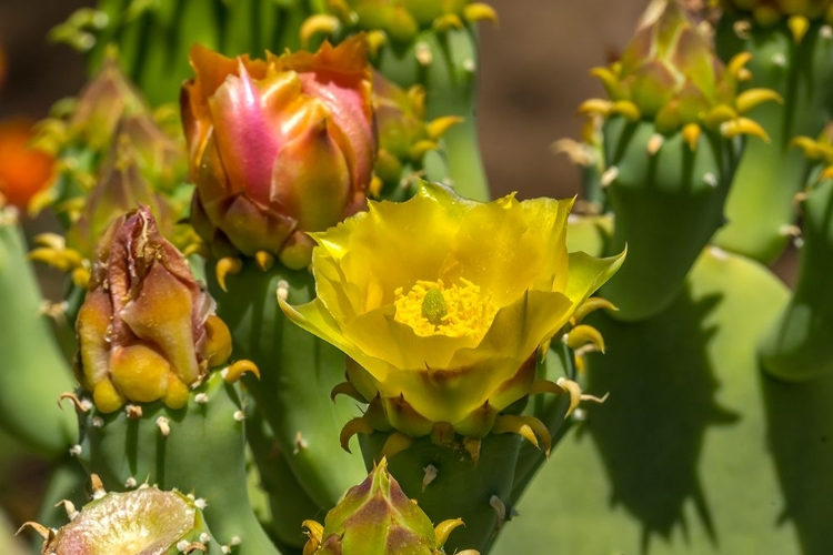 Picture of PLAINS PRICKLY PEAR CACTUS BLOOMING- DESERT BOTANICAL GARDEN- PHOENIX- ARIZONA.