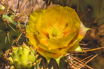 Picture of PRICKLY PEAR CACTUS BLOOMING- DESERT BOTANICAL GARDEN- PHOENIX- ARIZONA.