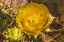 Picture of PRICKLY PEAR CACTUS BLOOMING- DESERT BOTANICAL GARDEN- PHOENIX- ARIZONA.