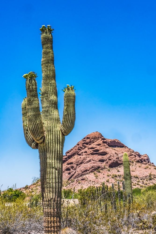 Picture of SAGUARO CACTUS BLOOMING- BROWN MOUNTAIN- DESERT BOTANICAL GARDEN- PHOENIX- ARIZONA.