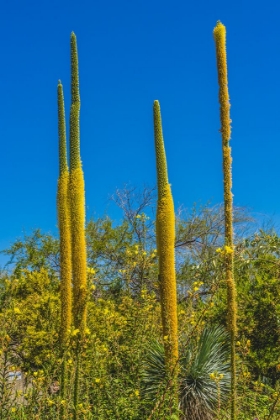 Picture of THREAD AGAVES BLOOMING- DESERT BOTANICAL GARDEN- PHOENIX- ARIZONA.