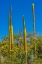 Picture of THREAD AGAVES BLOOMING- DESERT BOTANICAL GARDEN- PHOENIX- ARIZONA.