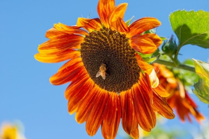 Picture of HONEYBEE LANDS ON A HUGE SUNFLOWER.