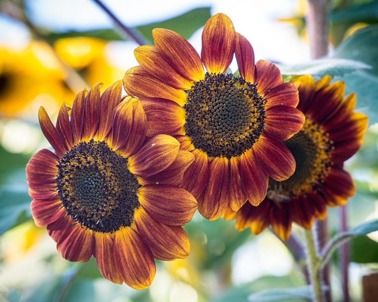 Picture of TRIO OF ORANGE SUNFLOWERS GLADDENS A GARDEN.