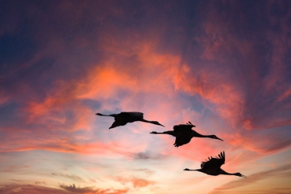 Picture of TRIO OF SANDHILL CRANES SETTLING IN FOR THE NIGHT.