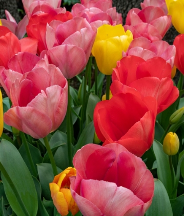 Picture of BRIGHT TULIPS FILL A GARDEN AT A LOCAL WINERY.