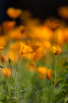 Picture of CALIFORNIA POPPIES
